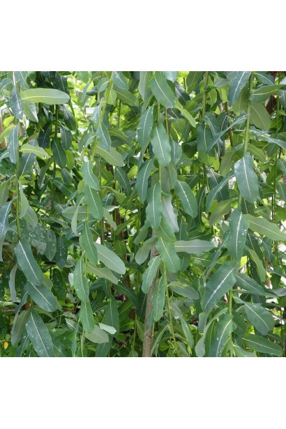 Верба цільнолиста Пендула на штамбі листя